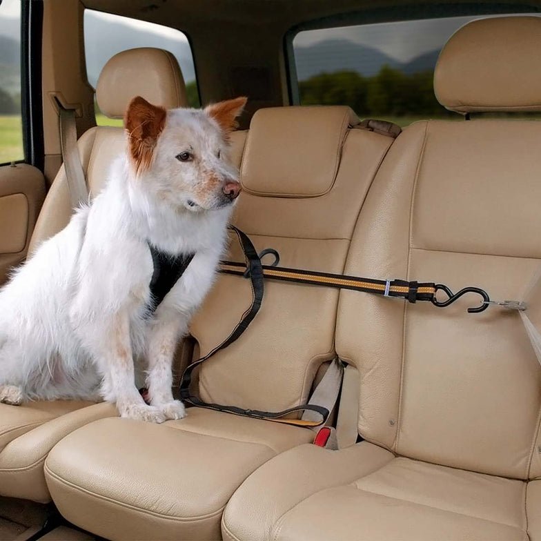 Auto Zip Line for Dogs - Out There Vans, LLC