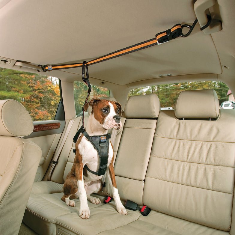 Auto Zip Line for Dogs - Out There Vans, LLC